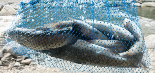 logw_title_7340_006